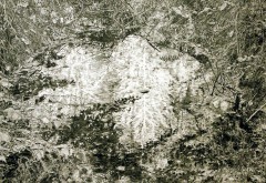 Philip Loersch – Weißer Baum, 2015